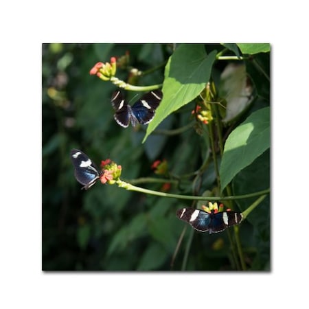 Kurt Shaffer 'Sara Longwing Butterflies' Canvas Art,18x18